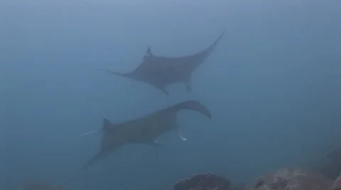 Manta Rays at a Cleaning Station Stock Footage 55549925