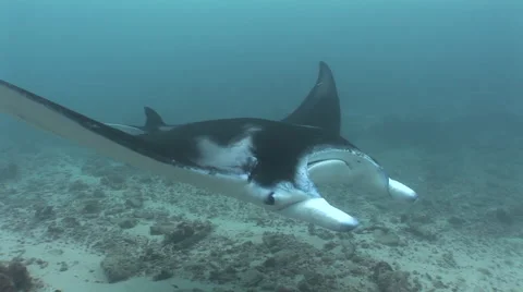 Manta Rays at a Cleaning Station Stock Footage 55550440