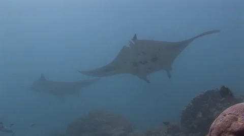 Manta Rays at a Cleaning Station Stock Footage 55551616