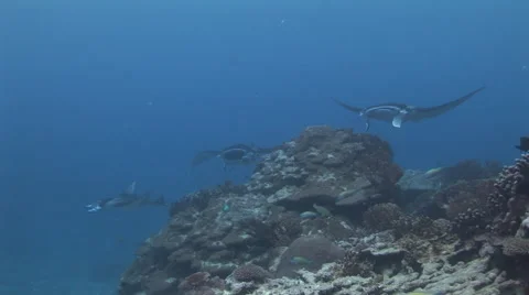 Manta Rays at a Cleaning Station Stock Footage 55552861