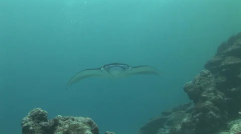 Manta Rays at a Cleaning Station Stock Footage 55576547