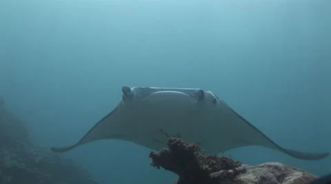 Manta Rays at a Cleaning Station Stock Footage 55576728