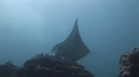 Manta Rays at a Cleaning Station Stock Footage 55577006
