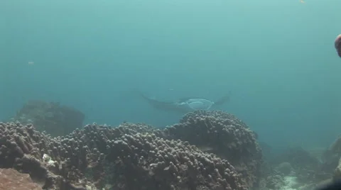 Manta Rays at a Cleaning Station Stock Footage 55577767