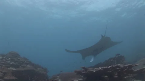 Manta Rays at a Cleaning Station Stock Footage 55578317