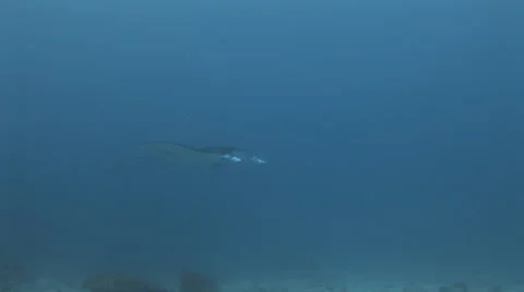 Manta Rays at a Cleaning Station Stock Footage 55580029