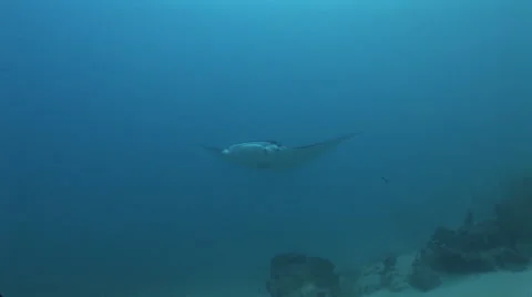 Manta Rays at a Cleaning Station Stock Footage 55583892