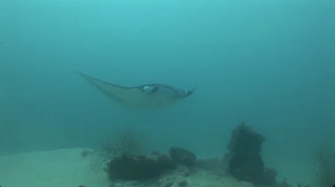 Manta Rays at a Cleaning Station Stock Footage 55584204