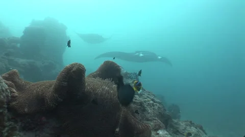 Manta Rays at a Cleaning Station Stock Footage 55584327