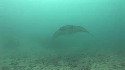Manta Rays at a Cleaning Station Stock Footage 55585343