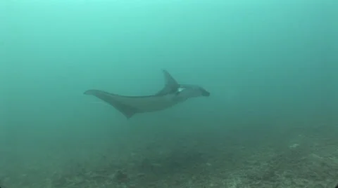 Manta Rays at a Cleaning Station Stock Footage 55585626