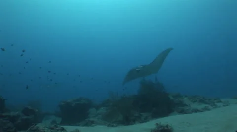 Manta Rays at a Cleaning Station Stock Footage 55594672