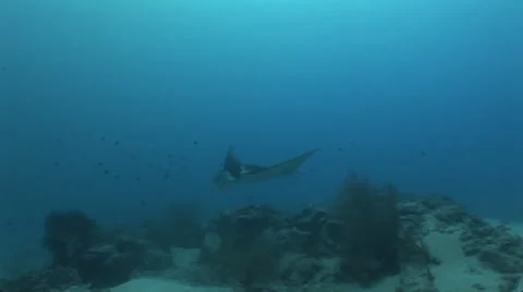 Manta Rays at a Cleaning Station Stock Footage 55597197