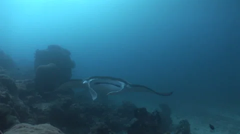 Manta Rays at a Cleaning Station Stock Footage 55598549