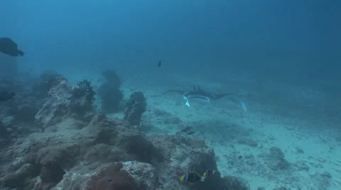 Manta Rays at a Cleaning Station Stock Footage 55602536