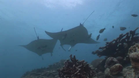 Manta Rays at a Cleaning Station Stock Footage 55604437