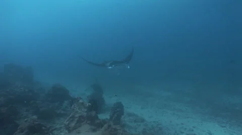 Manta Rays at a Cleaning Station Stock Footage 55604446