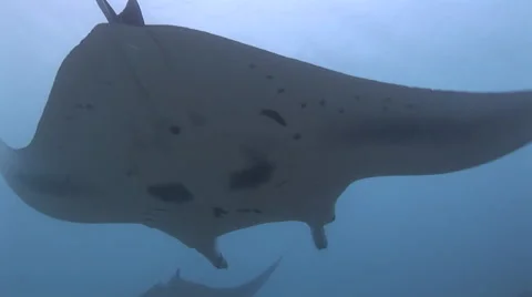Manta Rays at a Cleaning Station Stock Footage 55608463