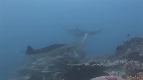 Manta Rays at a Cleaning Station Stock Footage 55608603