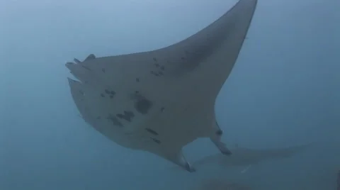 Manta Rays at a Cleaning Station Stock Footage 55610012