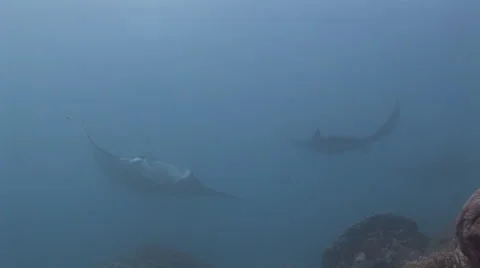 Manta Rays at a Cleaning Station Stock Footage 55610071