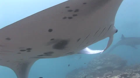 Manta Rays at a Cleaning Station Stock Footage 55611255