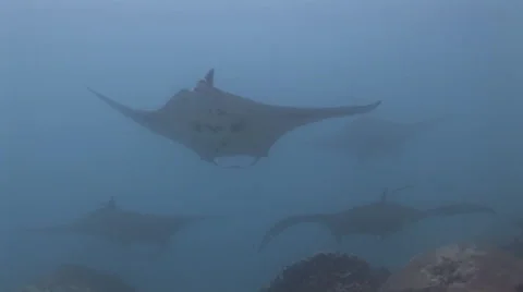 Manta Rays at a Cleaning Station Stock Footage 55612437