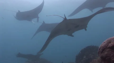 Manta Rays at a Cleaning Station Stock Footage 55614084