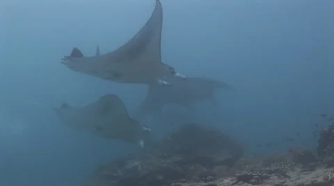 Manta Rays at a Cleaning Station Stock Footage 55615170