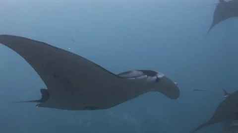 Manta Rays at a Cleaning Station Stock Footage 55616030