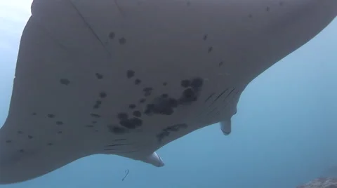 Manta Rays at a Cleaning Station Stock Footage 55617926