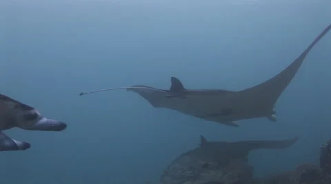 Manta Rays at a Cleaning Station Stock Footage 55618039