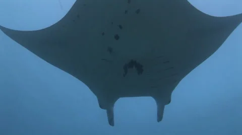 Manta Rays at a Cleaning Station Stock Footage 55619242