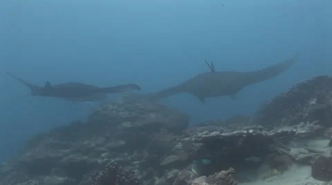 Manta Rays at a Cleaning Station Stock Footage 55619855