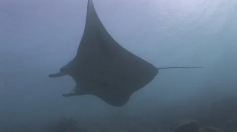 Manta Rays at a Cleaning Station Stock Footage 55619858