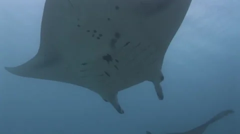 Manta Rays at a Cleaning Station Stock Footage 55620368