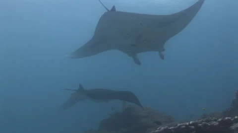 Manta Rays at a Cleaning Station Stock Footage 55621014