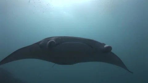 Manta Rays at a Cleaning Station Stock Footage 55621403