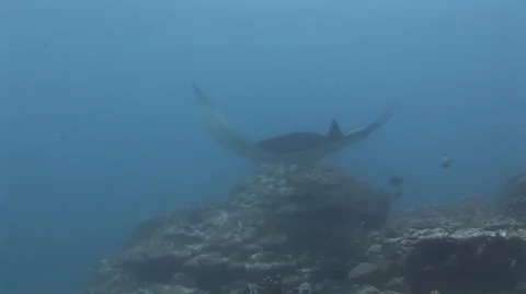 Manta Rays at a Cleaning Station Stock Footage 55622563