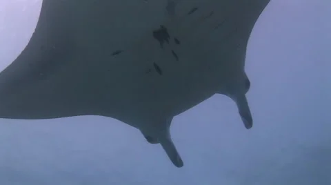 Manta Rays at a Cleaning Station Stock Footage 55623052