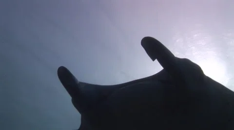 Manta Rays at a Cleaning Station Stock Footage 55623920