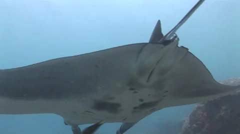 Manta Rays at a Cleaning Station Stock Footage 55624796