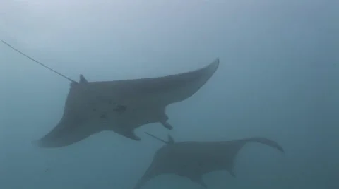 Manta Rays at a Cleaning Station Stock Footage 55625652