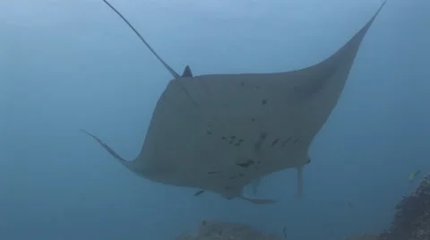 Manta Rays at a Cleaning Station Stock Footage 55625947