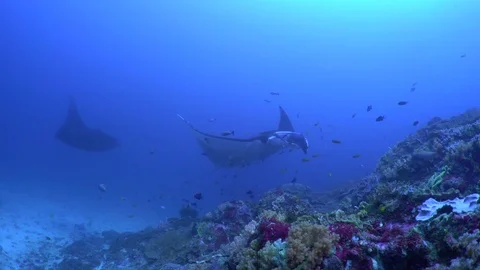 Manta Rays at a Cleaning Station Video stock 80408764