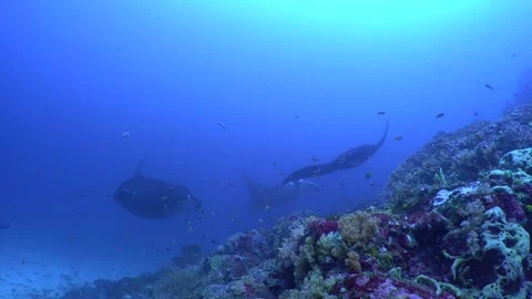 Manta Rays at a Cleaning Station Stock Footage 80408836