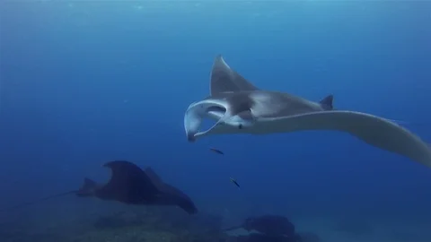 Manta Rays Close Up. Graceful Large Rays At Cleaning Station In Blue Sea Water Видео 118485130