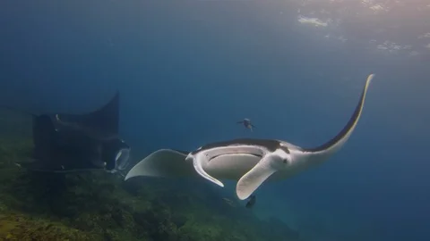 Manta Rays Close Up. Large Rays Swimming &amp; Circling Coral Reef Cleaning Station Stock Footage 118493513