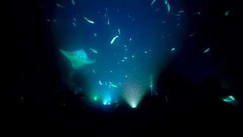Manta Rays Dance at Night Stock Footage 138054666