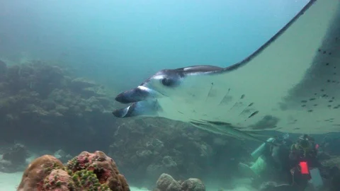 Manta rays. Fascinating scuba diving on the reefs of the Maldives. Video stock 112009266